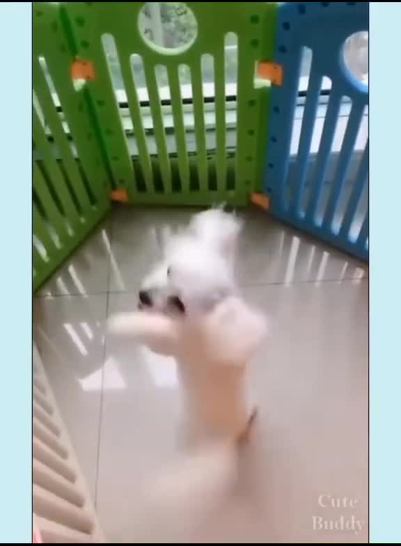 Amazing Cute Dog Dancing 2021