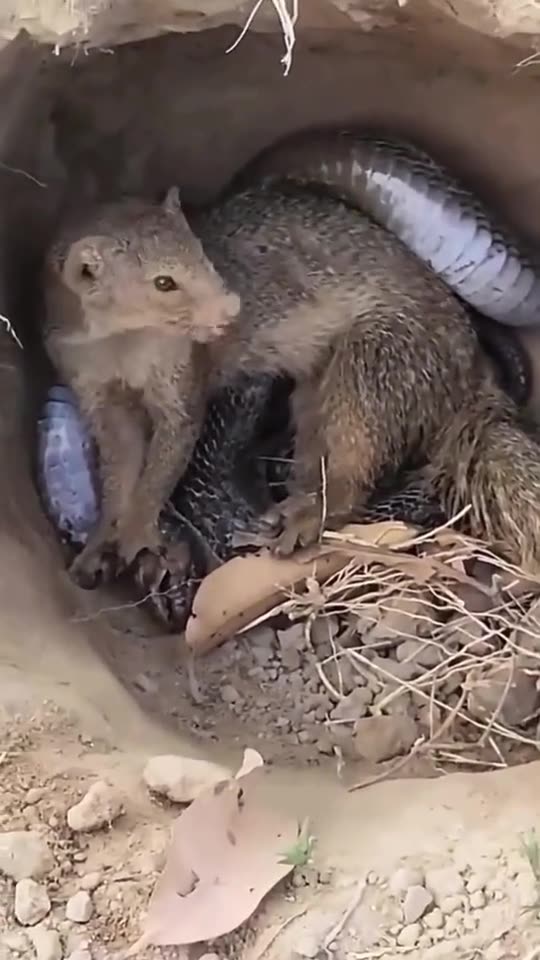 Black cobra vs mongoose dangerous fight