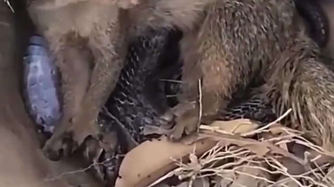 Black cobra vs mongoose dangerous fight