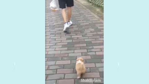 Dog funny videos