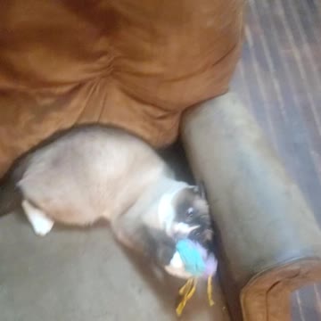 Kitten close up look at those eyes