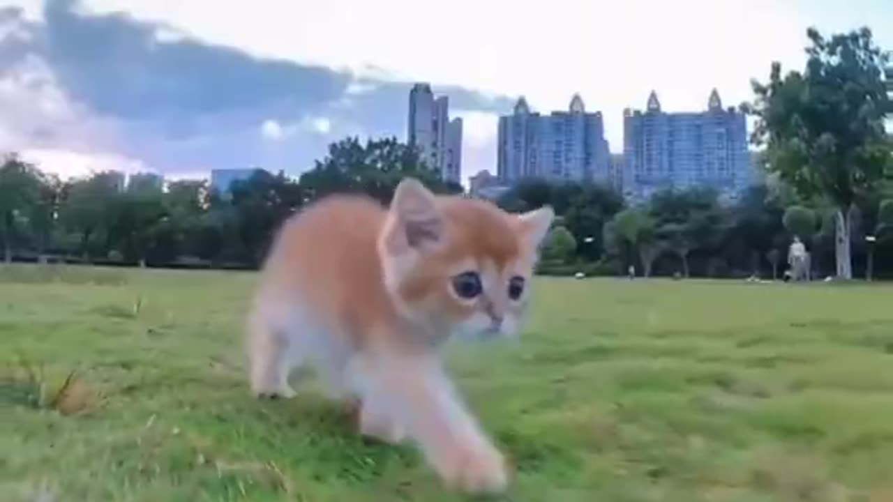 Funny cats meow Baby Little Cute kitten small compilation 2023