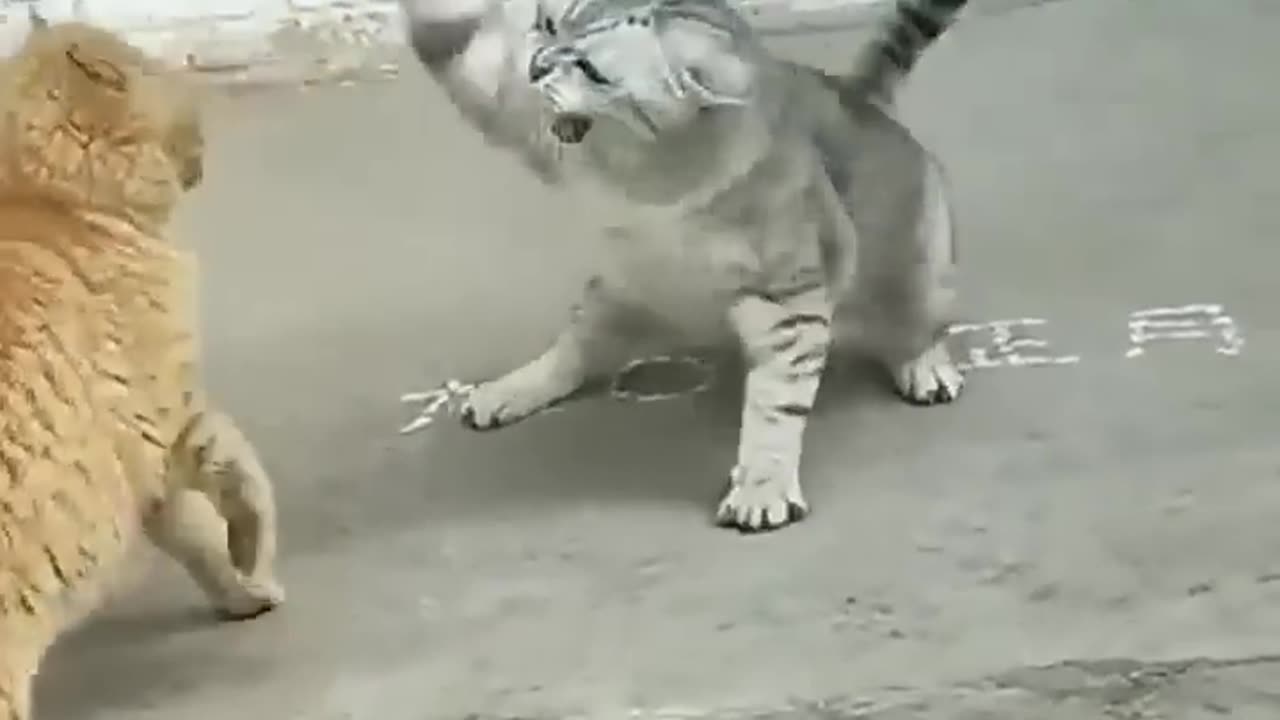 two cats are fighting 😔😔