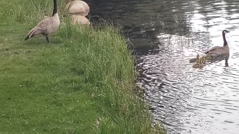 Canada goose with babies