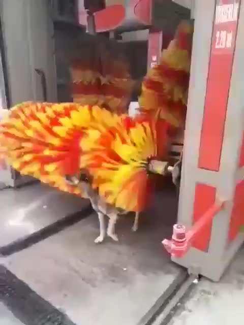 Dog funny video/ 😂funny pet animal