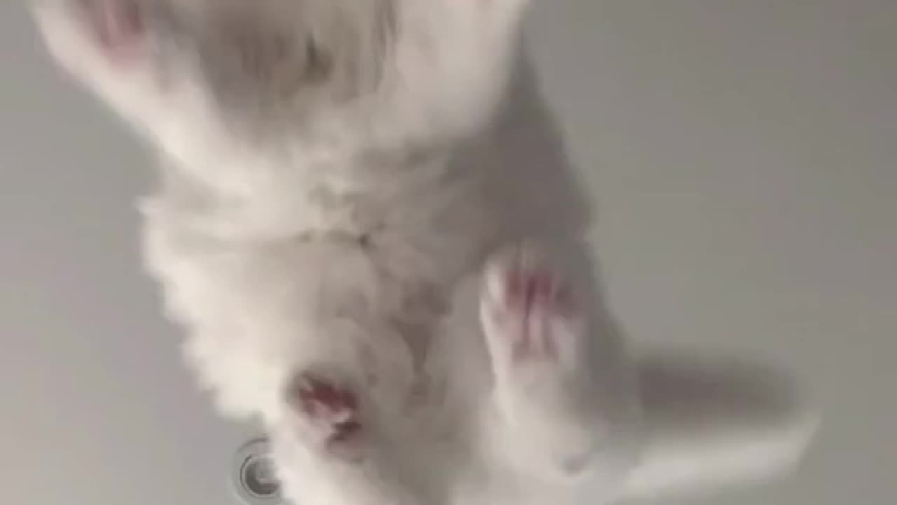 Video Funny Cats 48