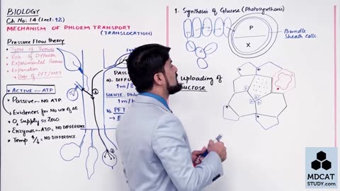 LEC#12 MECHANISM OF PHLOEM TRANSPORT