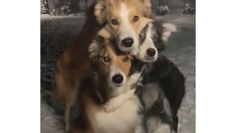 Dog friendship ☺️🤞❣️ cute friend // dogs love each other