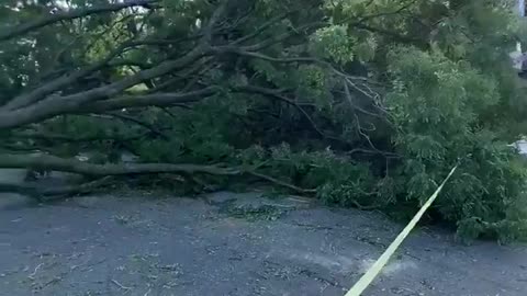 Three trees down multiple cars damaged