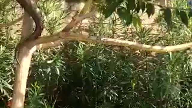 Brave man prevent a snake to enter in the house.