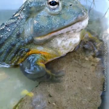 Hornworms for Dinner