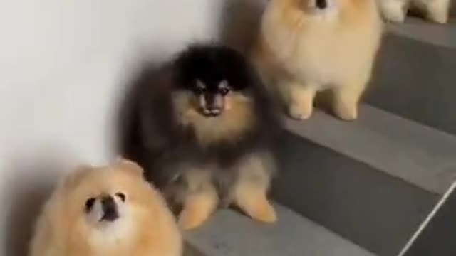 Such a cute 🥰 Pomeranian puppy Family - Cute Pomeranian dog video _ dog videos _ #shorts #puppy