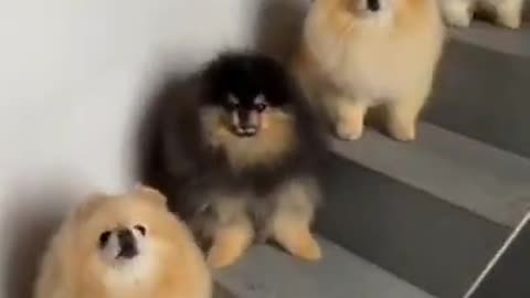 Such a cute 🥰 Pomeranian puppy Family - Cute Pomeranian dog video _ dog videos _ #shorts #puppy