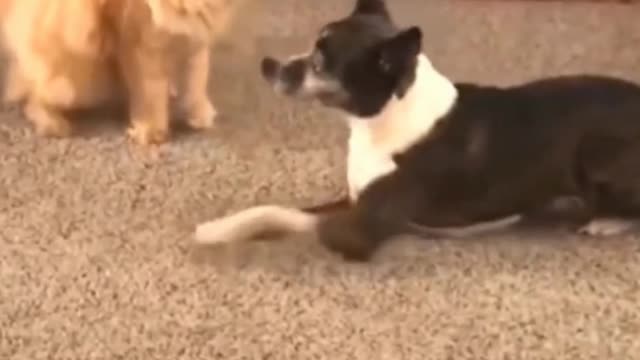 Funny animals.