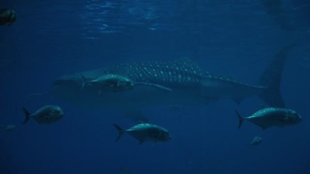 big white tipped sharks ,under bigfish and small catfish