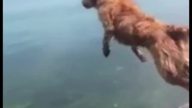 Why The Dog jumped on the river