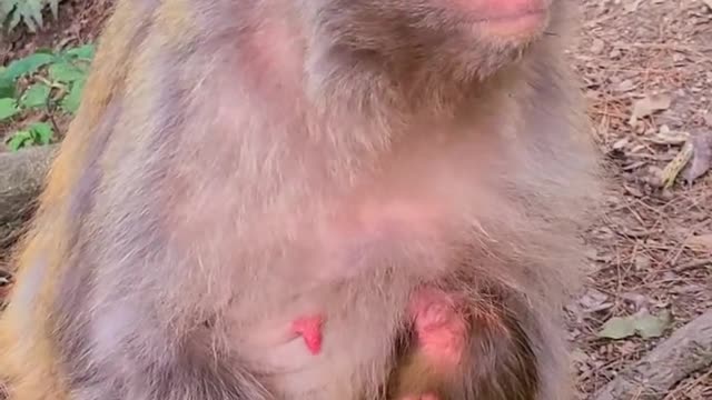 Newborn Baby monkey