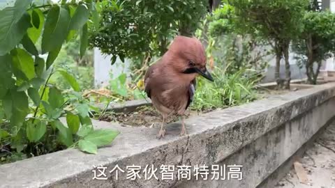 smart bird