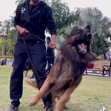 Big body dog in action mod