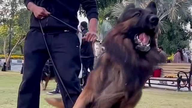 Big body dog in action mod