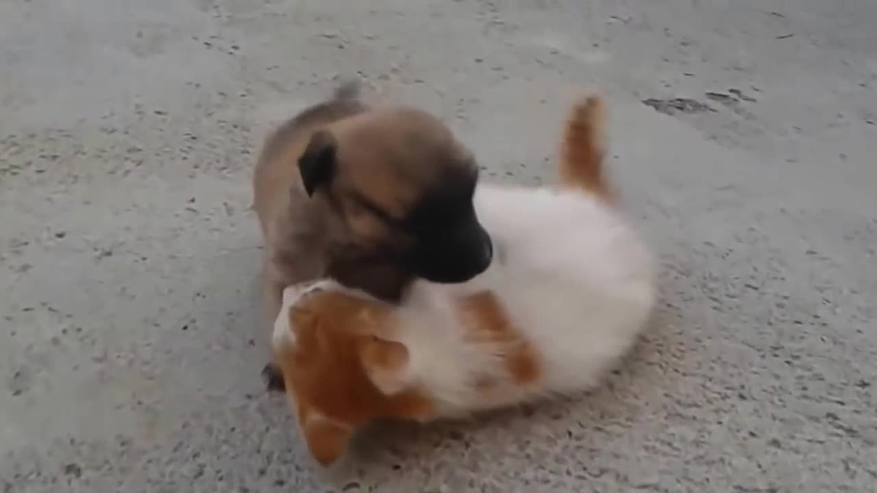 Kitten and Puppy