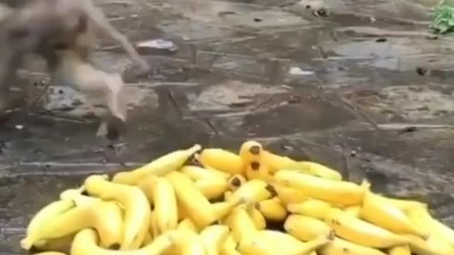 #Shorts #Youtubeshorts #Animals 🤪Funny And Wise Monkeys 😀
