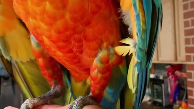 strawhatparrots