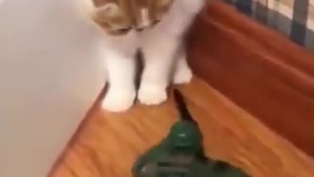 Funny Animals....2021..new video