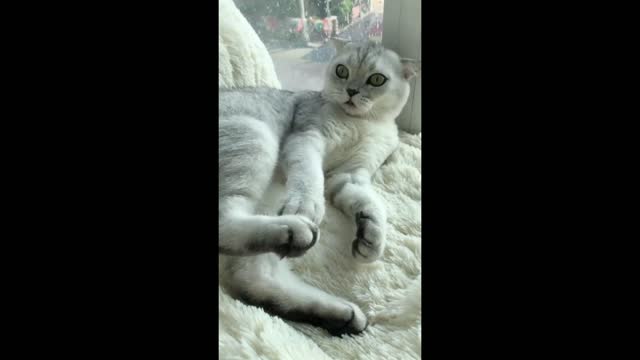 Touch the cat