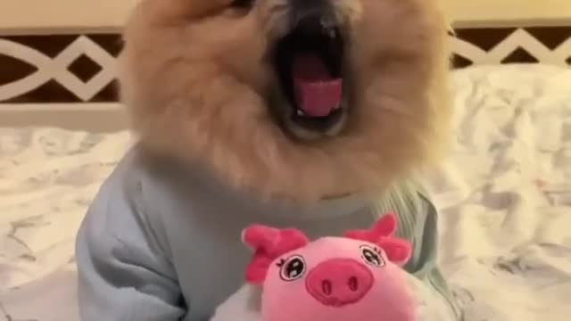 Dog is a complete cutie 🥰😍