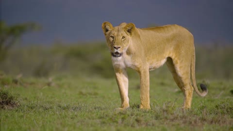 Lioness Walking Towards Camera Lioness walking towards the camera in an African game reserve.