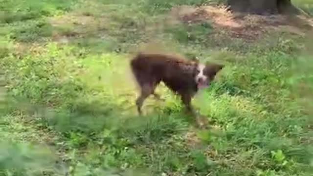 1.How to keep your dog entertained #shorts