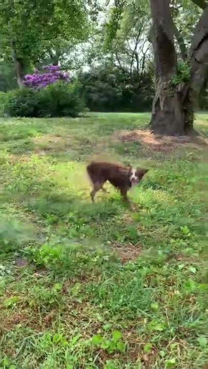 1.How to keep your dog entertained #shorts