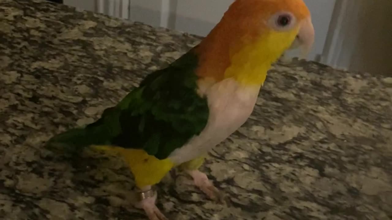 Yoshi the Parrot Hops