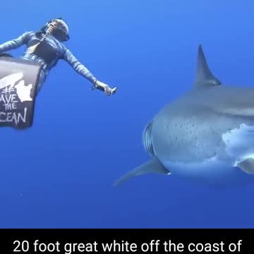 When you have the courage of a diver to walk with the shark in the ocean
