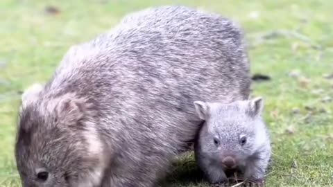 Mama wombat and her baby