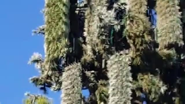 Florida Dead bees are hiding around a 5G antenna in the shape of a palm tree.