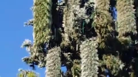 Florida Dead bees are hiding around a 5G antenna in the shape of a palm tree.