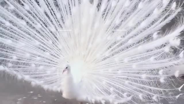 ONE OF THE MOST BEAUTIFUL AND RAREST FOWL IN THE WORLD