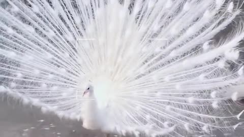 ONE OF THE MOST BEAUTIFUL AND RAREST FOWL IN THE WORLD