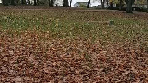 Corgi boy playing in the leafs