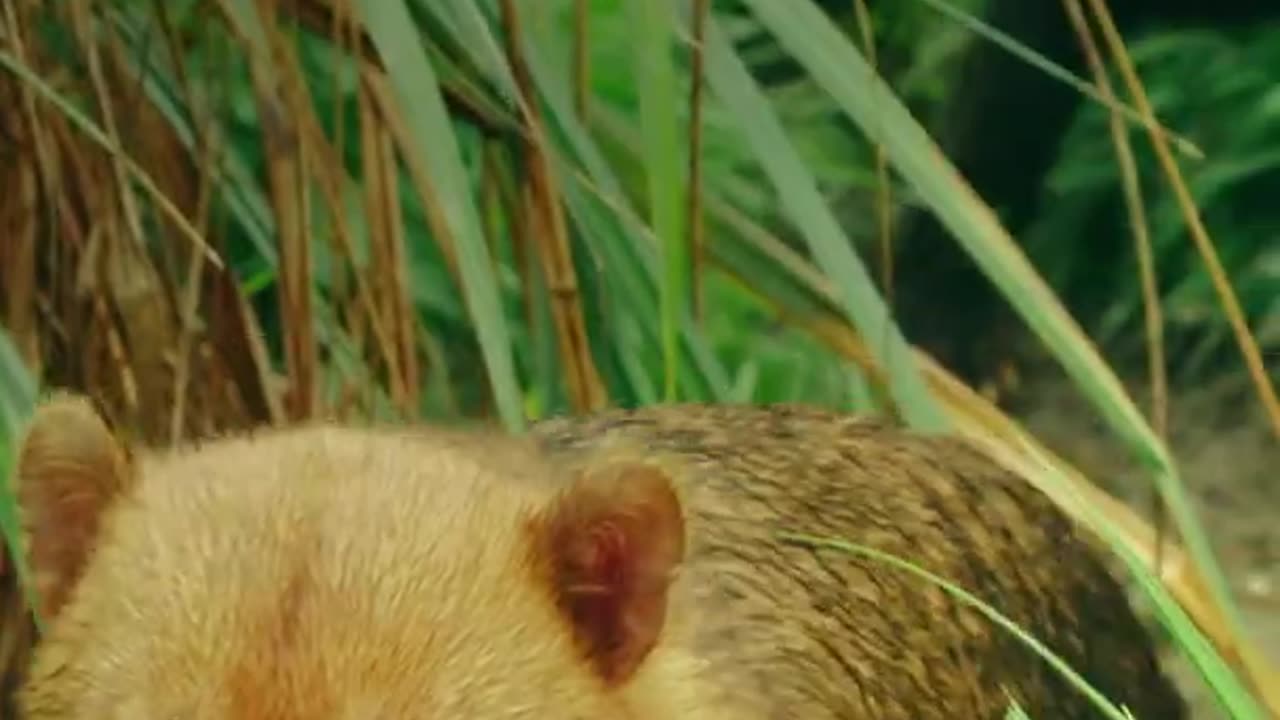 This is not your average pup. Prepare to be amazed by the bush dog - Smithsonian Channel #Shorts