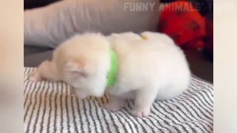 Animal fanny 😂 moment 😹