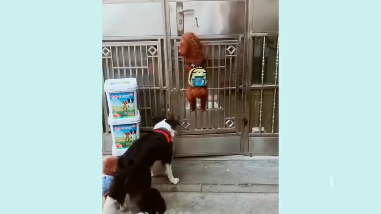 Beautiful and smart dogs