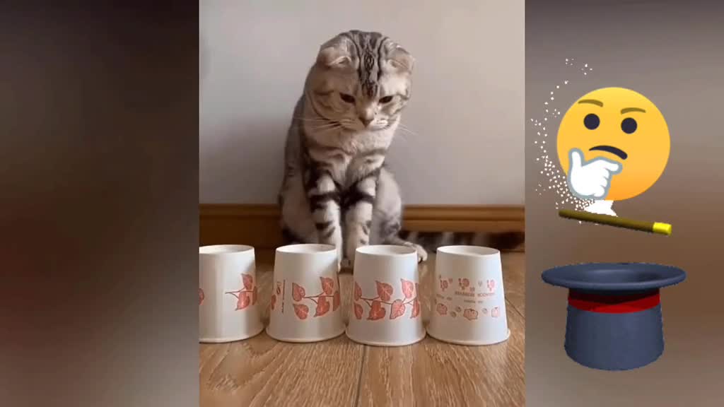 Funny Animal Show! Very Funniest Video!