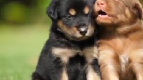 Funny dog