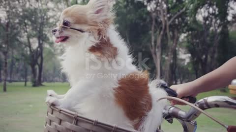 funy doge