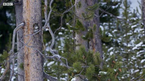 Bobcat Hunting in Winter | Planet Earth II | BBC Earth
