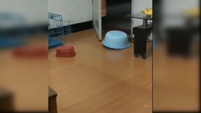 Funny cat.