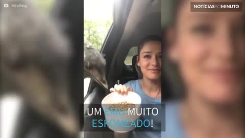 Emu esfomeado come de maneira hilária